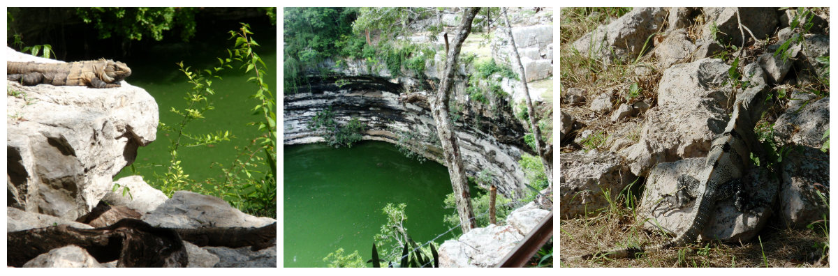 collage-cenote